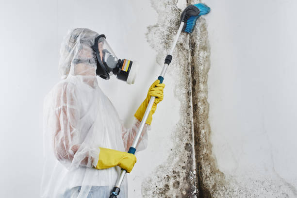 Best Office Mold Removal Services  in Thorsby, AL