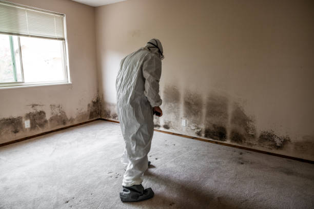 Best Commercial Mold Removal  in Thorsby, AL