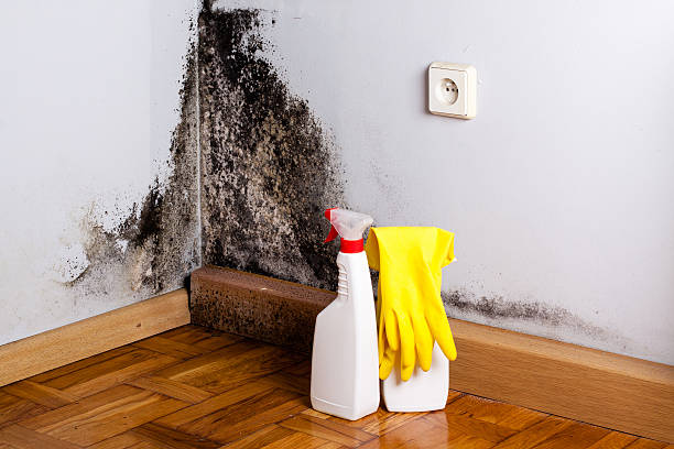 Best Fast Mold Removal  in Thorsby, AL