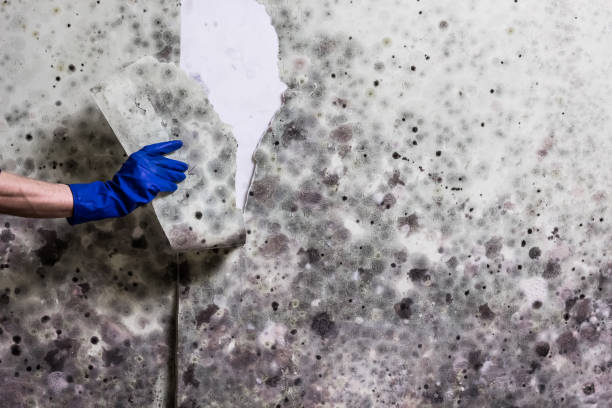 Best Attic Mold Removal  in Thorsby, AL